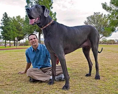 Сонники о больших собаках